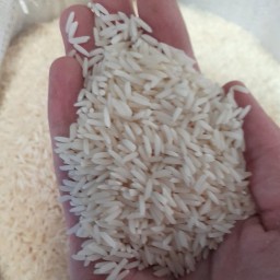 برنج هاشمی محلی گیلان(کیفیت تضمینی به شرط پخت)