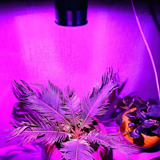 ,لامپ 7 وات رشد گیاه فول اسپکتروم،رنگ فرا بنفش،110 گرم وزن بدون جعبه،ارتفاع 10 سانتی متر،عرض 5 سانتی متر،سر پیچE27