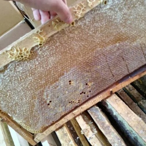 عسل طبیعی (دامنه سهند)