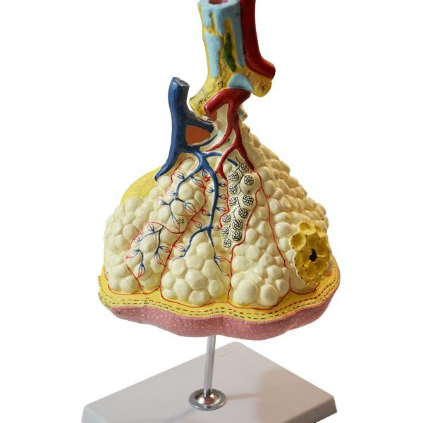 مدل (مولاژ) لبول وآلوئل ریه