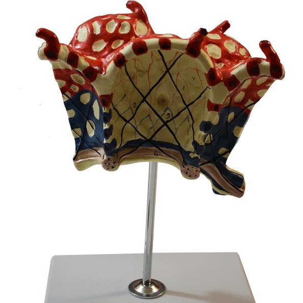 مدل (مولاژ) لبول وآلوئل ریه