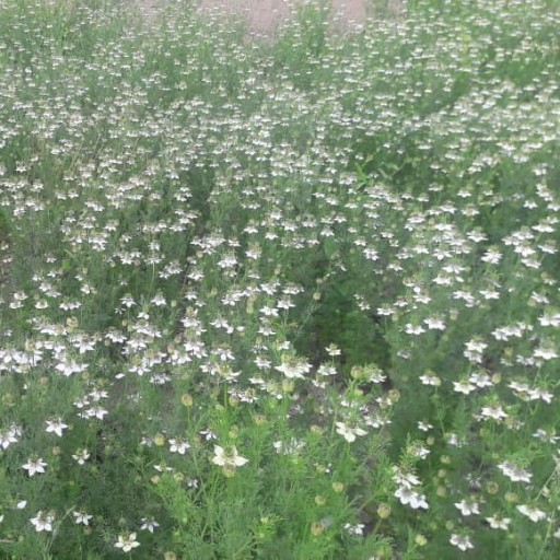 سیاهدانه 1000 گرمی ( سیاه دانه ) محلی بوجارشده شمال ایران