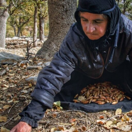 میوه بلوط طبیعی بلوط تزیینی  بلوط دکوری بلوط کلاه دار اویز بلوط فندوق دکوری سلماگالری بلوط خوراکی دکور پاییزی مجسمه بلوط