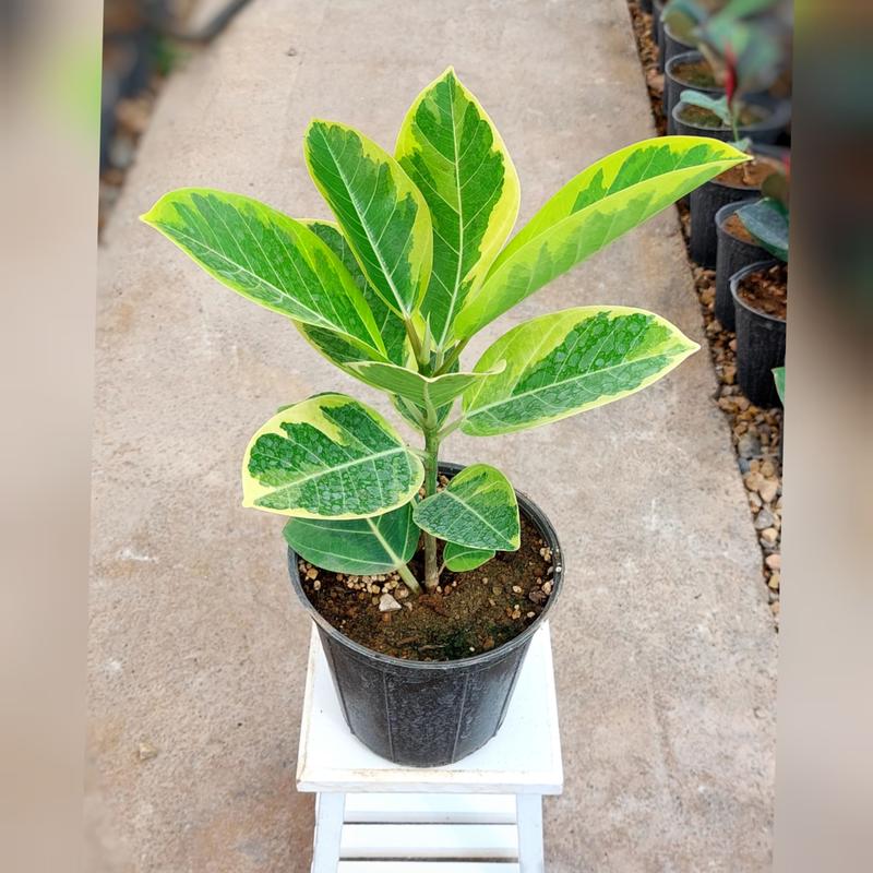 گیاه فیکوس آلتیسیما با کیفیت و ریشه پر