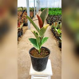 گیاه فیکوس ابلق نشایی با کیفیت و ریشه پر