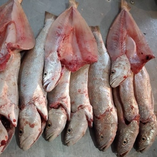 ماهی شوریده متوسط