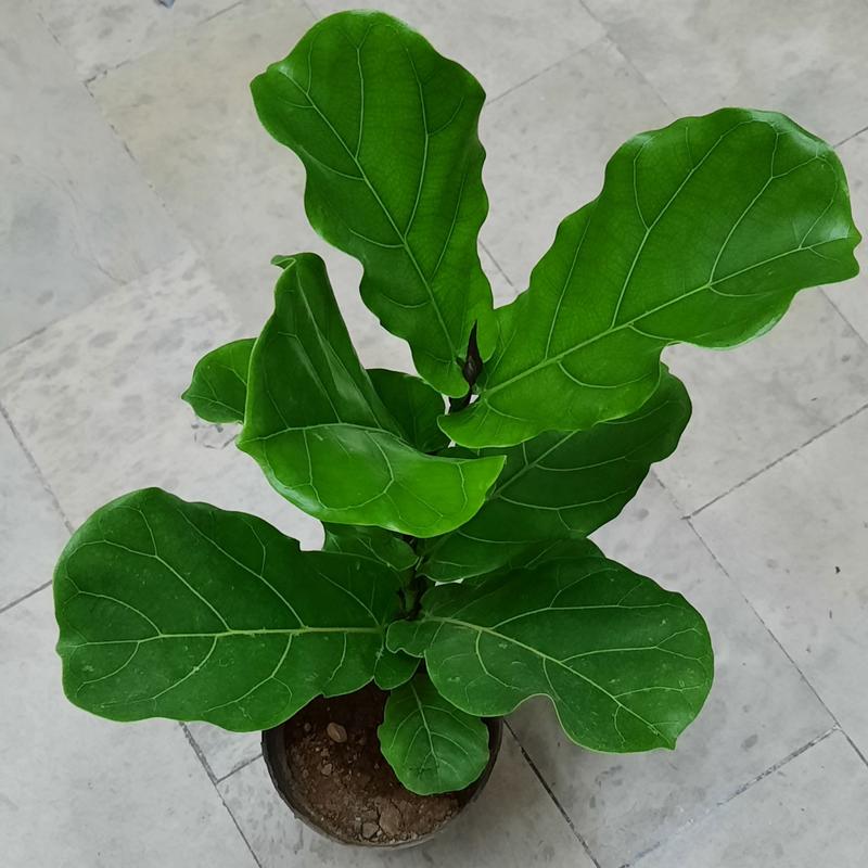گیاه فیکوس لیراتا - تولید تهران - ارتفاع بیش از 60 سانتی متر - ریشه پر