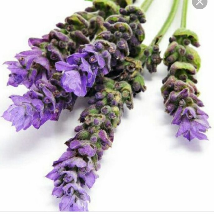 عرق اسطوخودوس نحل کاشان (1 لیتر)
