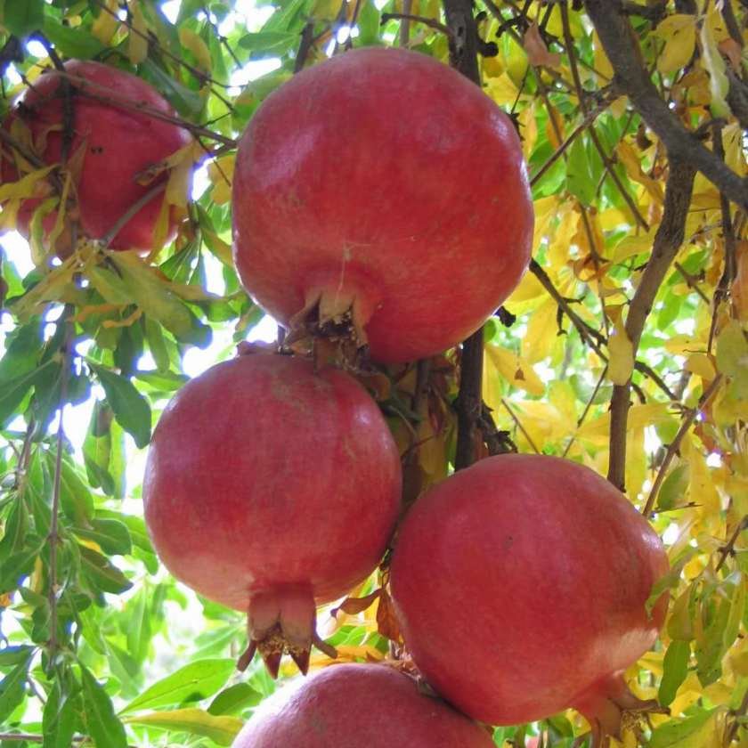 نهال انار دانه سیاه هیبرید چندساله روبار (پس کرایه)
