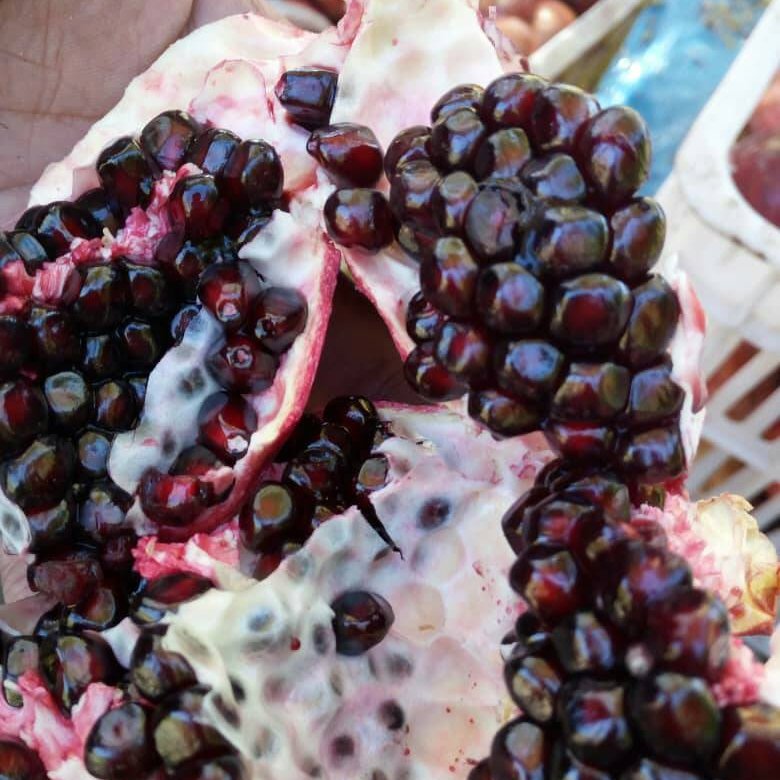 نهال انار دانه سیاه هیبرید چندساله روبار (پس کرایه)