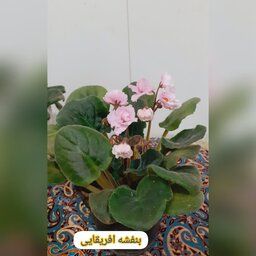 گل بنفشه آفریقایی یک عدد (زرشکی صورتی ) مابقی هزینه ارسال پس کرایه تیپاکس قبل خرید موجودی بگیرید 