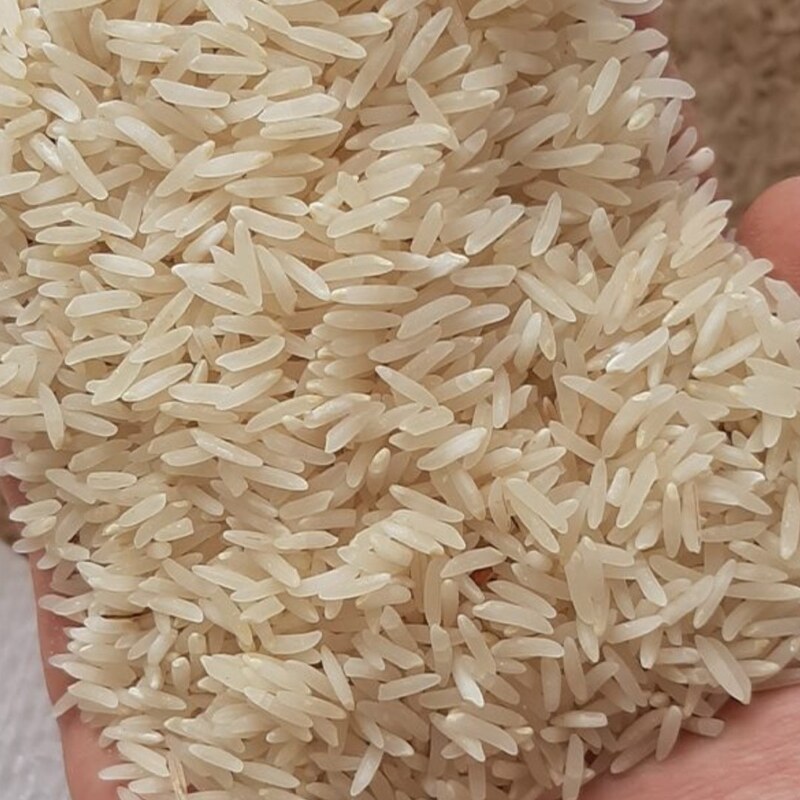 برنج کشت دوم ارگانیک عطرعالی بابرندطراوت صابریان  دربسته های 10