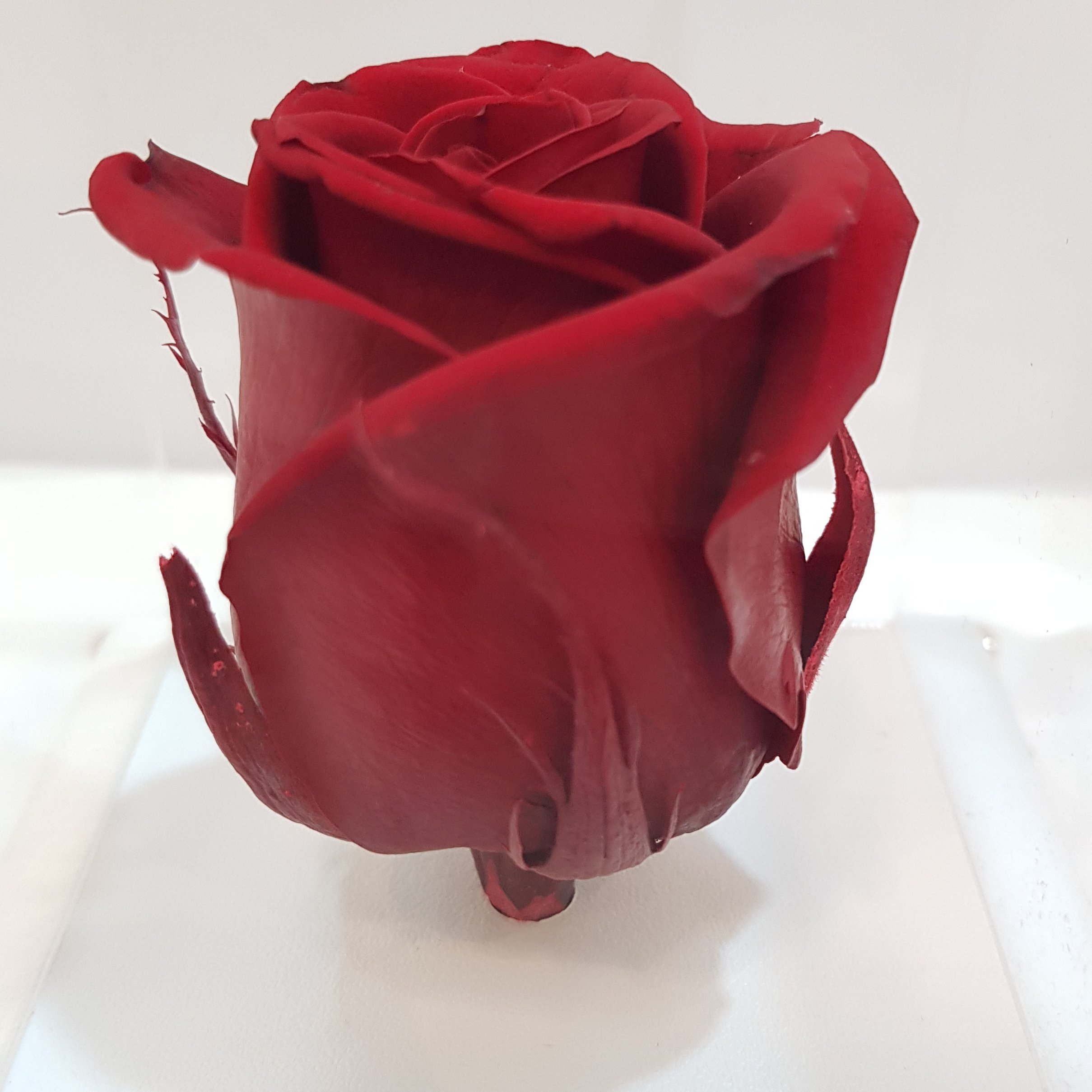 گل رز جاودان ،مدل پایه فرشته 