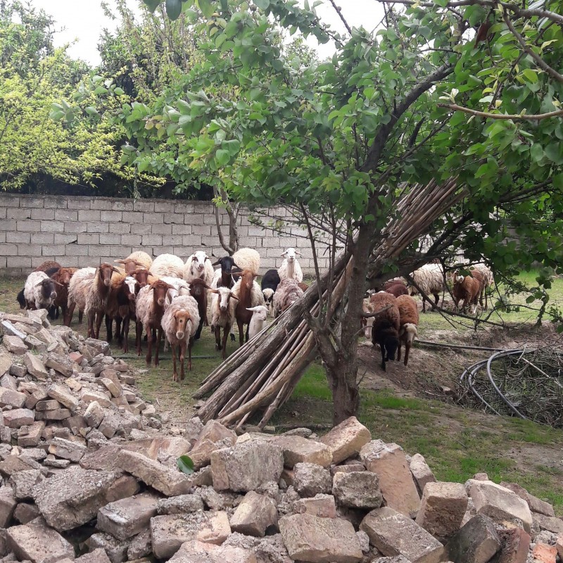 گوشت گوسفندی عطری اعلاء از توابع دشت های مازندران
