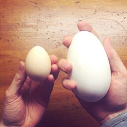 تخم غاز  خوراکی(200عددی)
