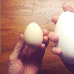 تخم اردک محلی (200عددی)