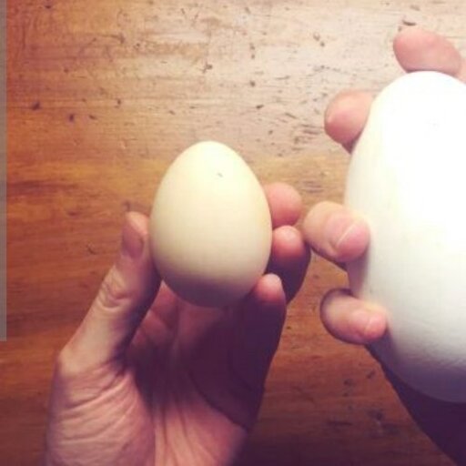 تخم اردک محلی (200عددی)