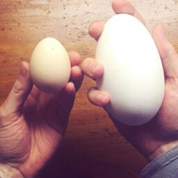 تخم غاز  خوراکی(500عددی)