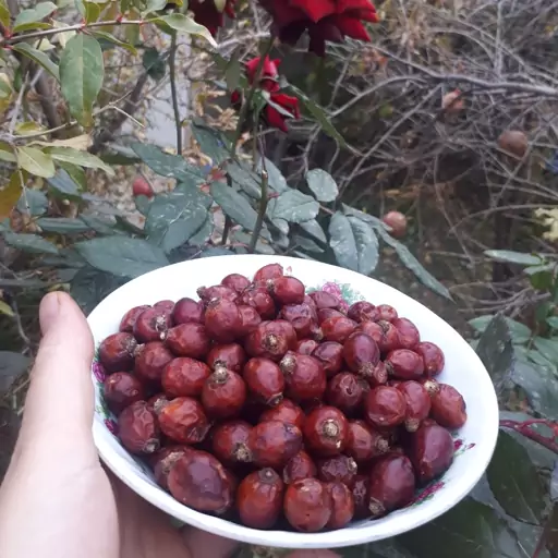 میوه گل نسترن ( ایت بورنی)