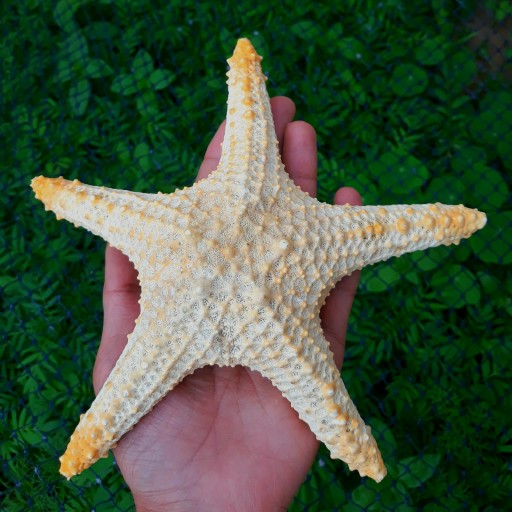 ستاره دریایی بزرگ ( 20 سانت)