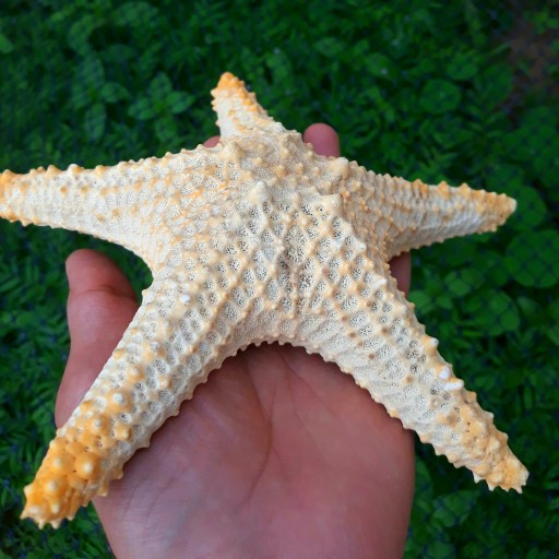 ستاره دریایی بزرگ ( 20 سانت)