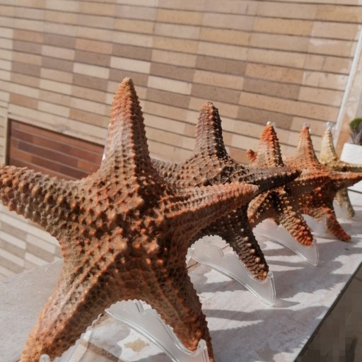ستاره دریایی سایز بزرگ رنگی (16 الی 19 سانت)