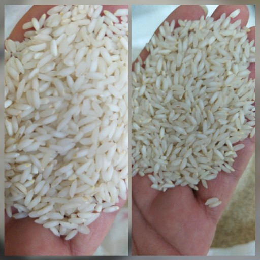 برنج چمپا محلی