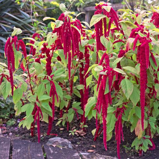 بذر گل آمارانتوس مجنون قرمز Red Amaranthus Pony Tails 