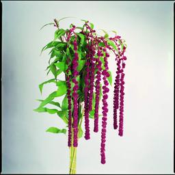 بذر گل آمارانتوس مجنون قرمز Red Amaranthus Pony Tails 