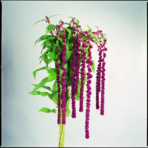 بذر گل آمارانتوس مجنون قرمز Red Amaranthus Pony Tails 