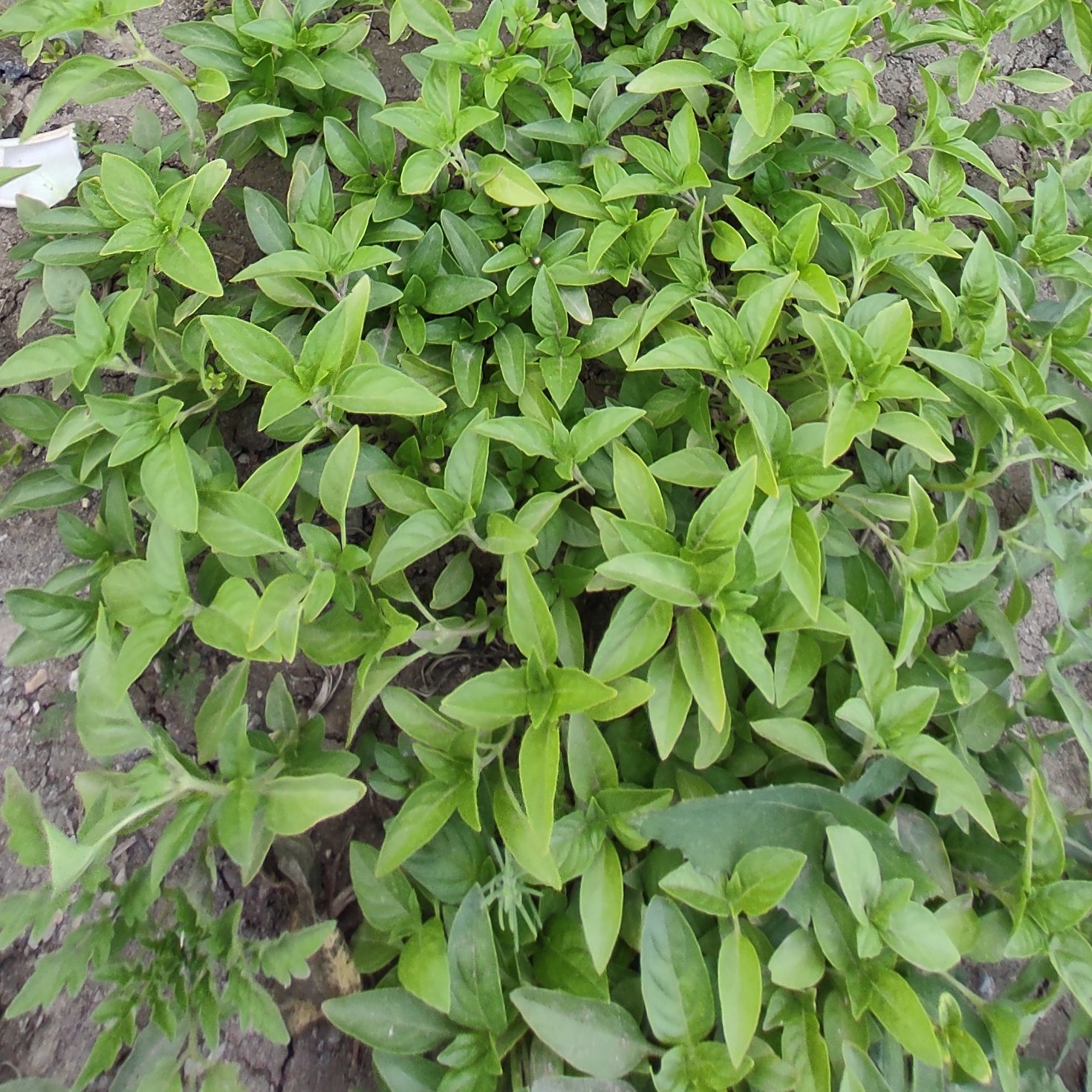 ریحان خشک ارگانیک خانگی کاملا بهداشتی 50 گرم 