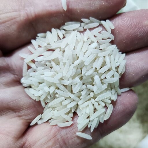 برنج فجر کیسه ی ده کیلویی درجه یک 
