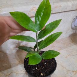 گیاه زاموفیلیا 3 شاخه سایز کوچک هزینه ی ارسال به بعهده ی مشتری عزیز
