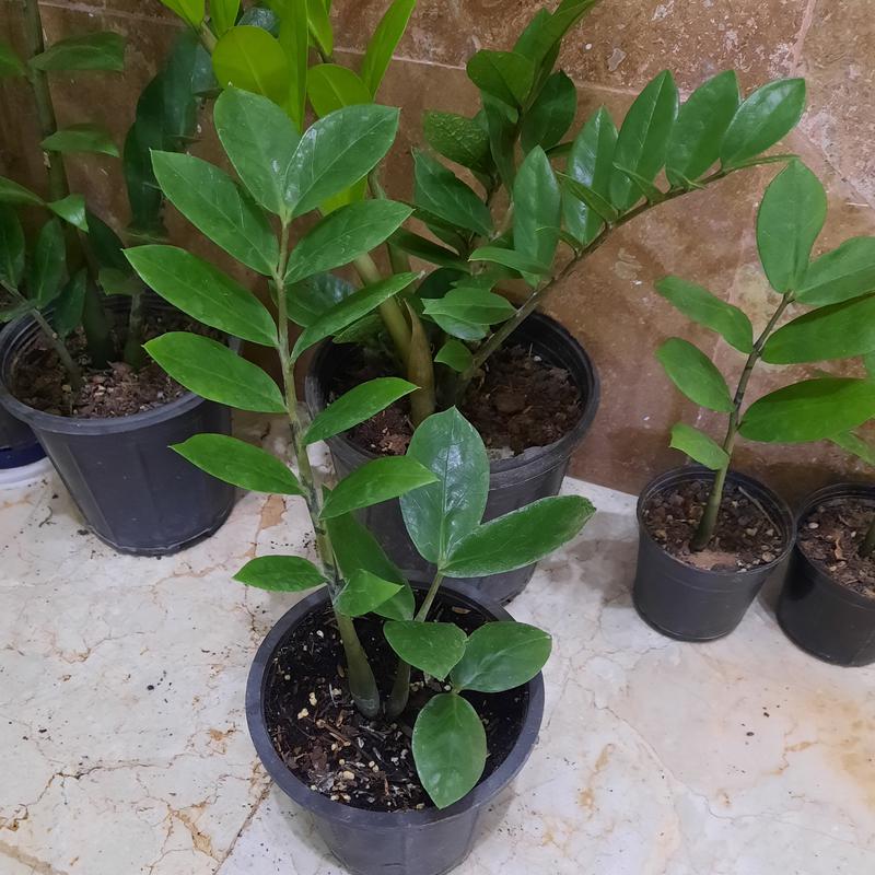 گیاه زاموفیلیا سبز 3 شاخه با کیفیت ،هزینه ی ارسال با مشتری عزیز