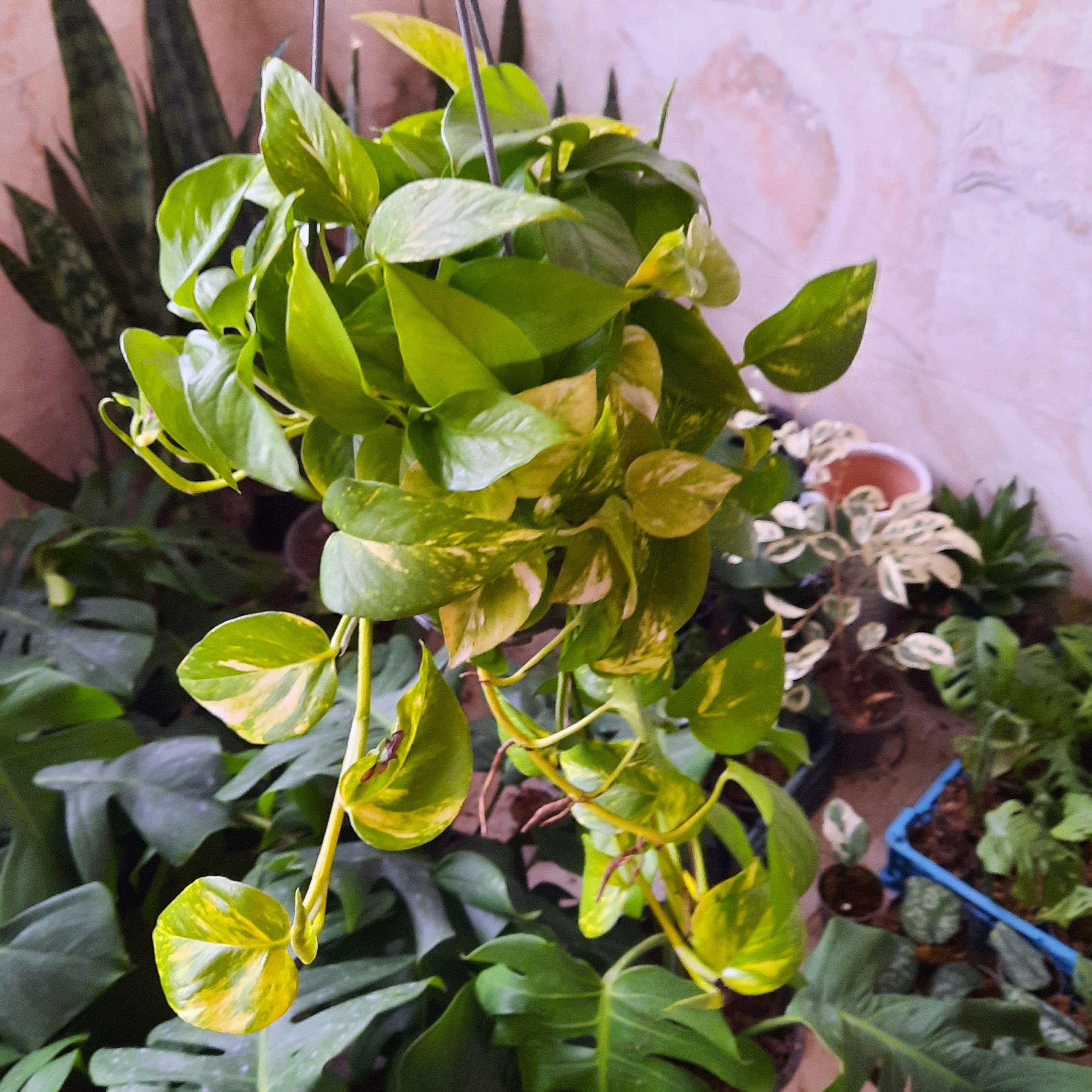 پتوس ابلق سطل 7 بی نهایت پر و آویز هزینه ی ارسال به عهده ی مشتری