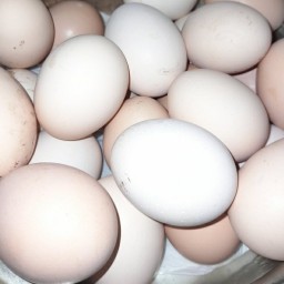 تخم مرغ محلی (300عددی)