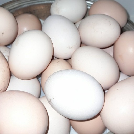 تخم مرغ محلی (100عددی)