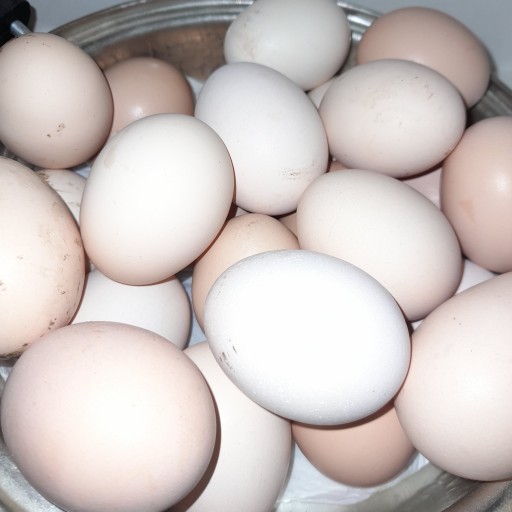 تخم مرغ محلی (1000 عددی)
