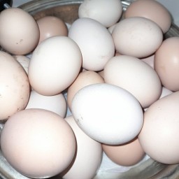 تخم مرغ محلی (500عددی