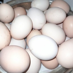 تخم مرغ محلی (700عددی)