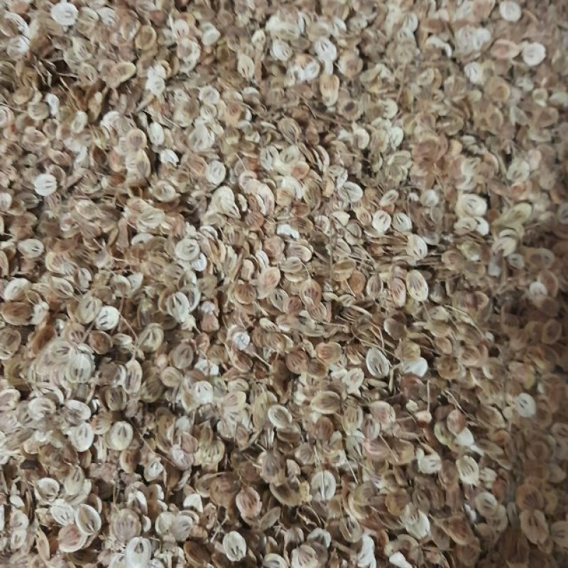 گلپر کوهی (300گرمی)