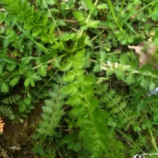 سبزی اناریجه جنگلی (10000گرمی)