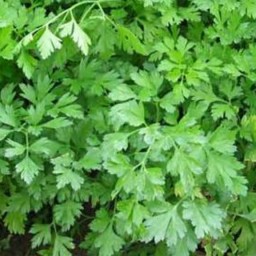 عرق جعفری (1000گرمی)