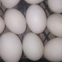 تخم اردک مصری (30عددی)