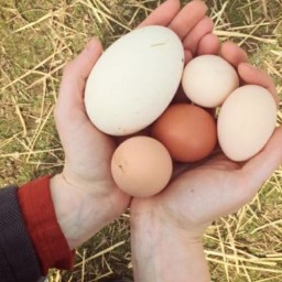 تخم غاز محلی  خوراکی(100عددی)