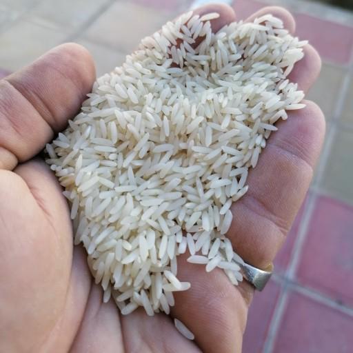 برنج طارم کشت دوم پاییزه