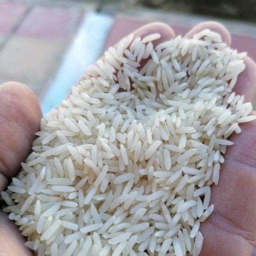 برنج طارم وحشی (دونوج) پاییزه فوق اعلا 10 کیلوگرمی