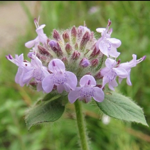 عرق پونه (Pennyroyal )