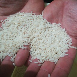 برنج ارگانیک استان گیلان رودسر
