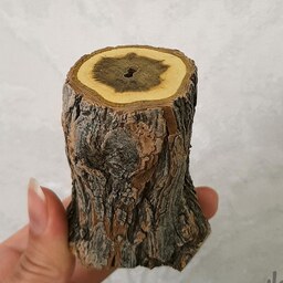 نمکدان چوبی  تنه درخت طبیعی